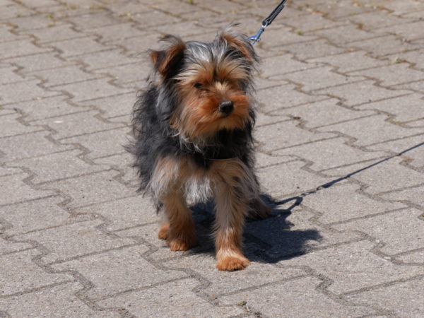 Yorkshire Terrier Mix Chip 934000011270290 Welpen Kaufen Bei Winkel Exclusiv