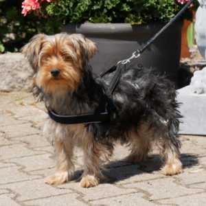 Yorkshire Terrier Puppies Buy Exclusively From Winkel