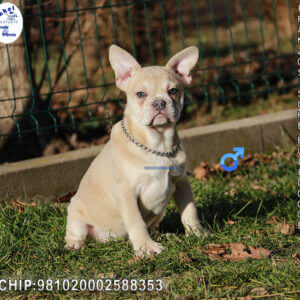 French Bulldog puppies buy exclusively from Winkel