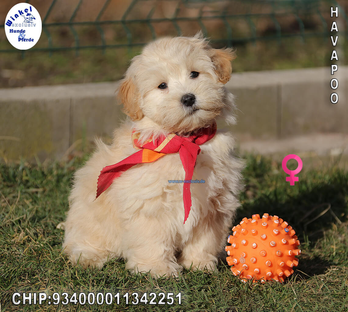 Poodle Mix Puppies Exclusively From