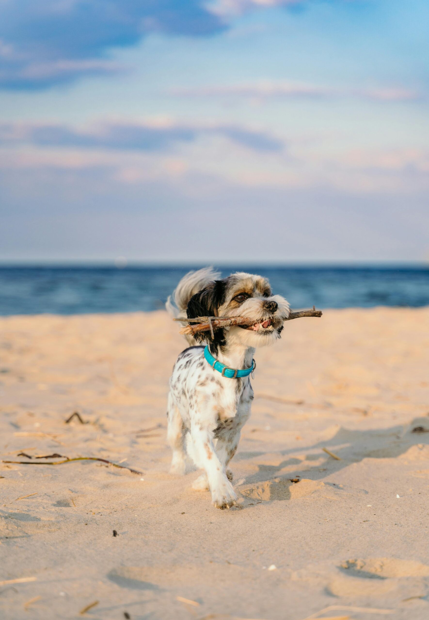 Adorable puppy running on the beach with a stick in its mouth, enjoying a sunny day.