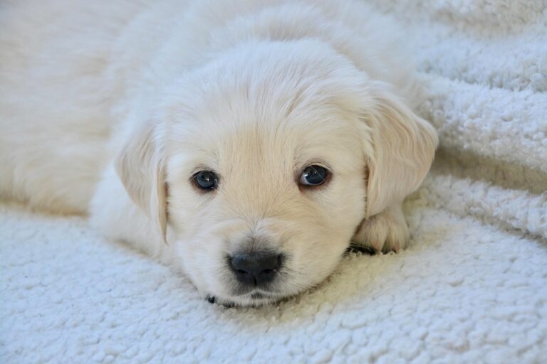 dog, puppy, pet, animal, golden retriever, canine, domestic dog, golden white coat